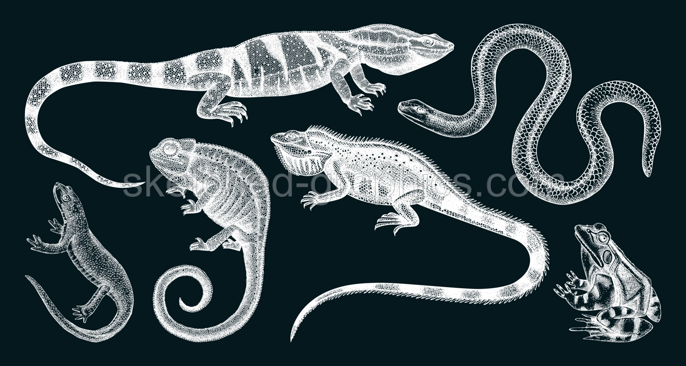 Sketched animals collection in sketch style. Vintage animal drawings isolated on chalkboard. Hand drawn reptiles and amphibians outlines. Herpetofauna and wildlife illustrations Illustration